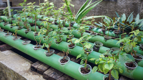 permaculture